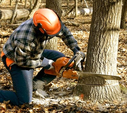 Tree Removal in Calais, ME